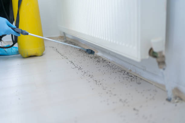 Best Wasp Removal Services  in Edisto, SC