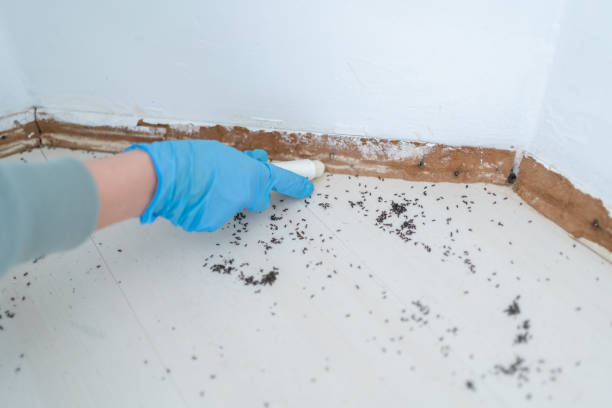 Best Pest Inspection Near Me  in Edisto, SC
